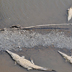 Crocodiles seen from the Tárcoles bridge, on a tour of the MidPacific of Costa Rica