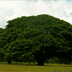 Higuerón tree in Guanacaste, North Pacific of Costa Rica