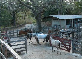 Horseback riding is available at Hacienda Guachipelin