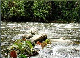 Live Nature at it's best at Kiri Lodge in Costa Rica