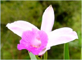 This naturel setting in Kiri Lodge, Cartago, Costa Rica