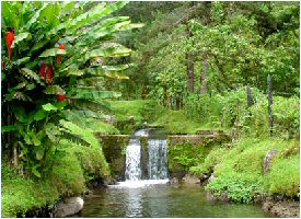 Fishing ponds in Kiri Lodge, Costa Rica