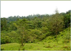 Walking in the forest is one of the best activities at Kiri Lodge