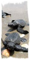 Turtle newborns running for the sea during the Perfect Combination in Costa Rica - only in birth season