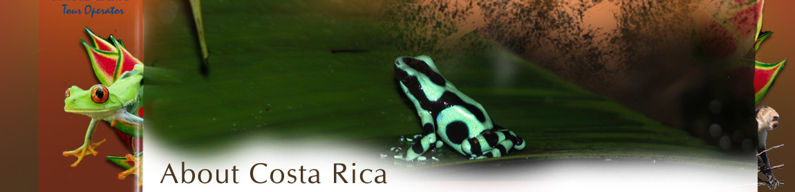 Frogs of vivid colors are found all throughout Costa Rica