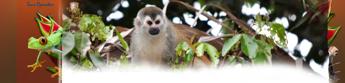 The cute Squirrel monkey seen in Costa Rica