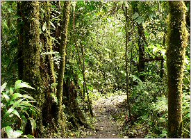 Trails through the rainforest in Costa Rica
