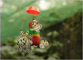 Butterflies are very active and need lots of food