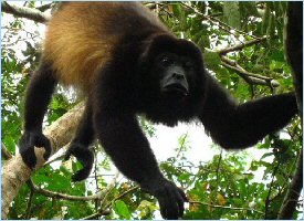 Howler monkeys are comonly seen in Cano Negro in Costa Rica