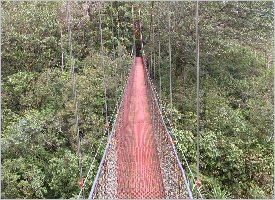 Hanging bridges provide safe and spectacular views in the rainforest