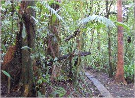 Hike in the Rainforest trails