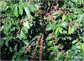 A coffee tree filled with beans