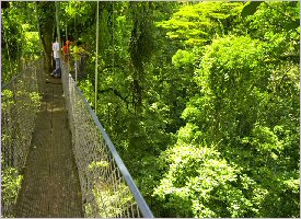 The hanging bridges in the forest in Costa Rica