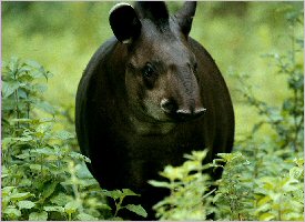 Wild Tapir in the forest in Costa Rica