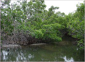 Mangroves in the Palo Verde National Park in Costa Rica