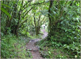 Forest trails to get to Rio Celeste