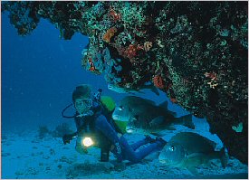 Underwater in Manuel Antonio