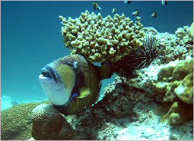 Sea creatures in Costa Rica