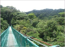 These bridges allow you to discover the Canopy of the Cloud Forest in onteverde, Costa Rica