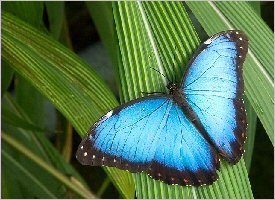 Morpho Butterflies are easily spotted in certain areas of Costa Rica