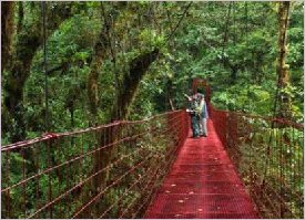 Hanging bridges in the cloud forest at Monteverde