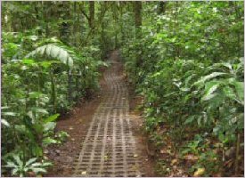 Trails are safely marked for your safety in the Monteverde reserve