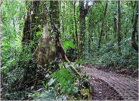 Trails in the cloud and rain forest