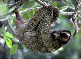 Sloth with its baby in Costa Rica