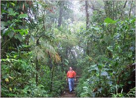 Walking through the Monteverde forest