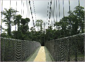 Hanging bridges in Sarapiqui