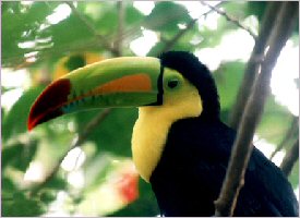 Rainbow beak toucan in Costa Rica