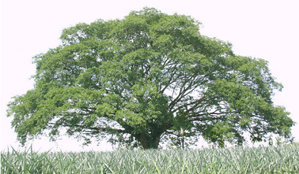 Costa Rica's National tree the Guanacaste Tree