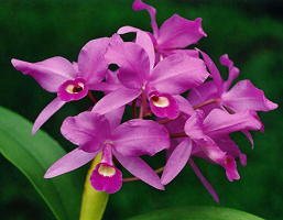 Costa Rica's national flower, the Guaria Morada - orquid