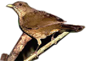 Yiguirro - Costa Rica's National Bird
