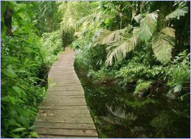 Trails in the Evergreen Hotel Property in Costa Rica