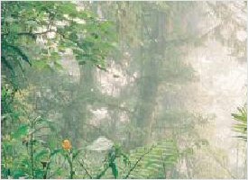 The cloud forest at Monteverde is home to many species of flora and fauna
