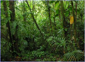 Forest trails at Rara Avis in Costa Rica
