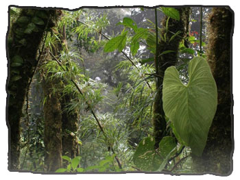 Monteverde Cloud forest in Costa Rica