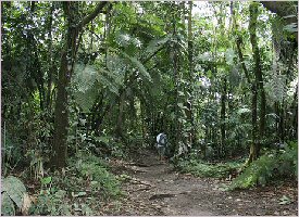 Trails through the rainforest