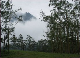 Rainforest near the Arenal Volcano in Costa Rica