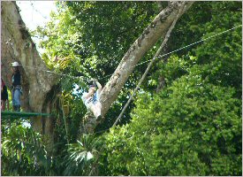 Ziplining from tree to tree in Sarapiqui, Costa Rica