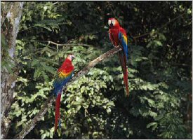 Scarlet Macaws in their natural habitat in Costa Rica