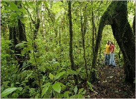 Enjoy Nature in the forest in Costa Rica