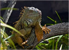 The green iguana takes some sun