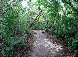 Forest trails at Rincon de la Vieja in Guanacaste