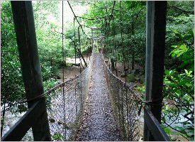 Hanging bridges through the forest in Rincon de la Vieja