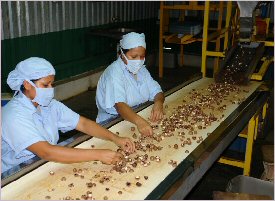 A macadamia processing plant in Costa Rica