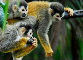 Titi Monkeys are abundant in Manuel Antonio