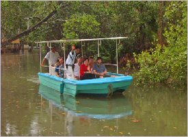 Boat ride through the mangroves