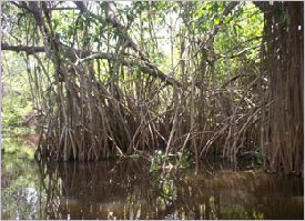 Mangroves hold a special ecosystem